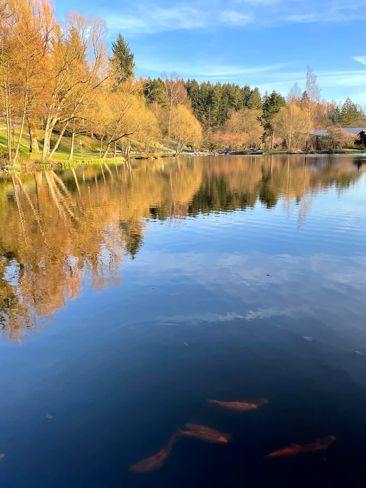 Spiegelglatter Teich mit Bäumen im goldenen Abendlicht, Harz bei Braunlage