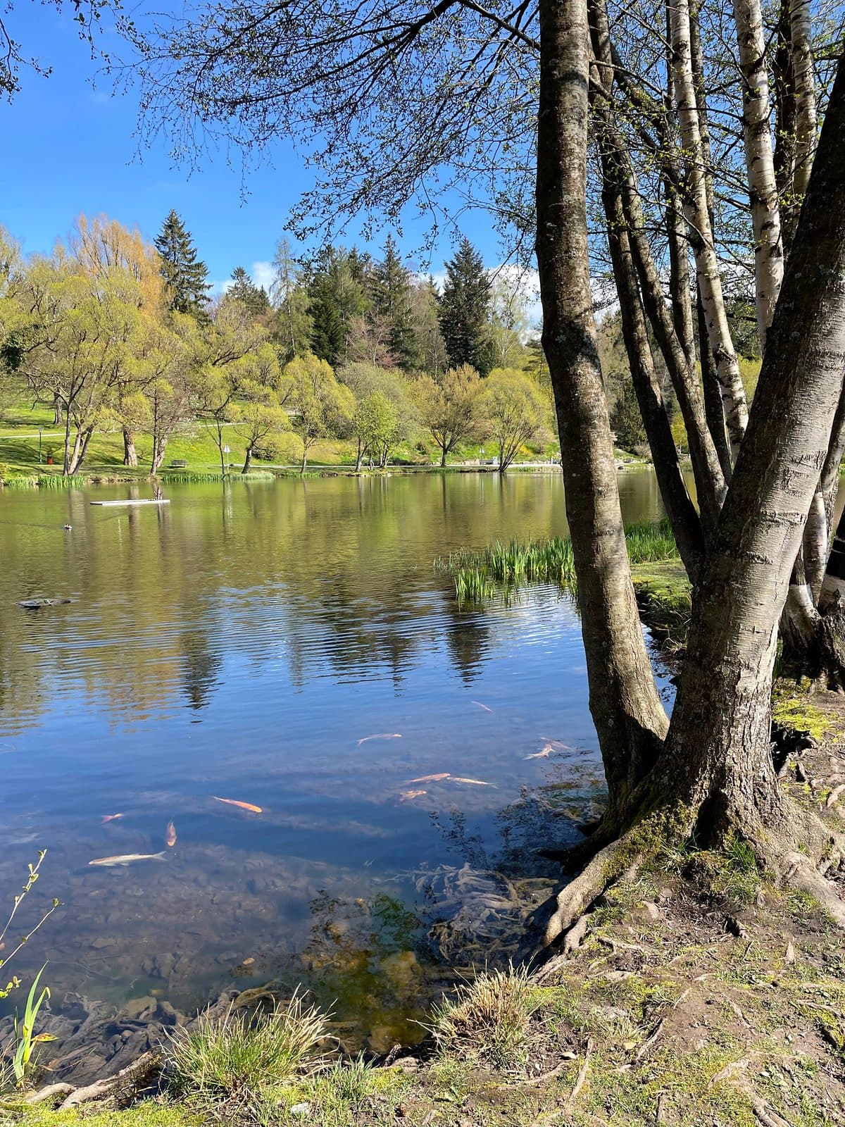 Teich mit Fischen und Birken am Ufer im Frühling, Harz bei Braunlage