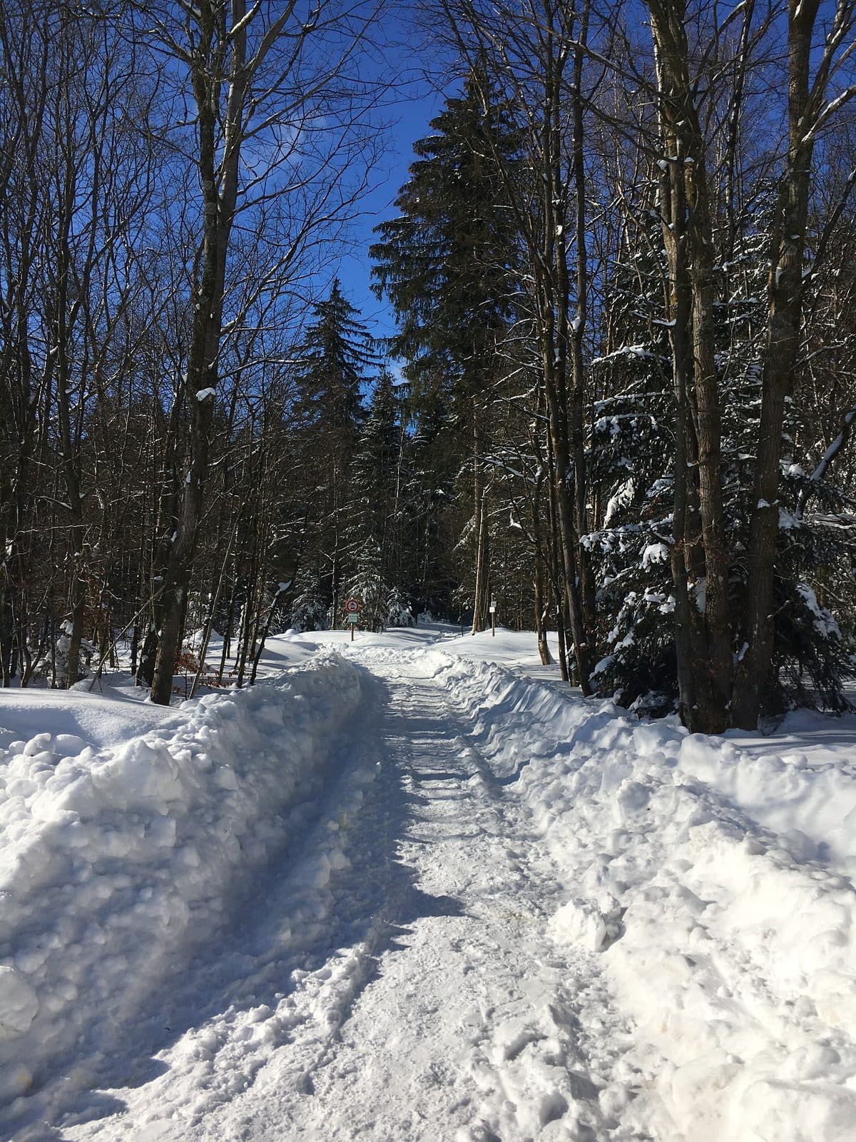 Verschneiter Waldweg unter blauem Himmel im Harz bei Braunlage