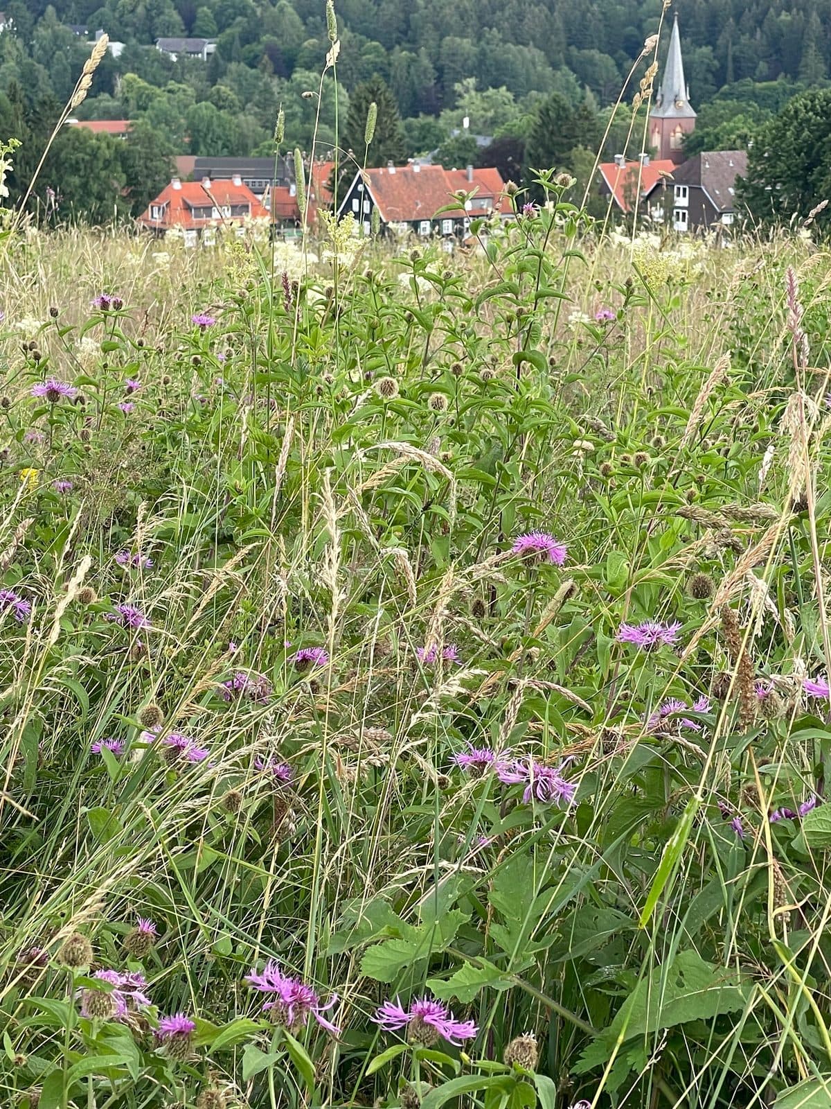 Blühende Sommerwiese mit lila Wiesenblumen, dahinter Braunlage mit Kirchturm